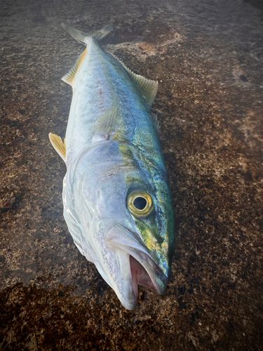 ワカシの釣果