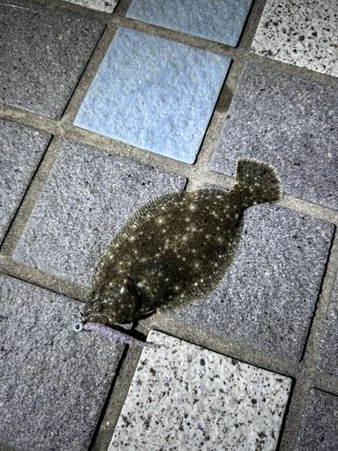 ヒラメの釣果