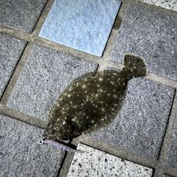 ヒラメ