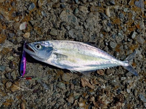 イケカツオの釣果