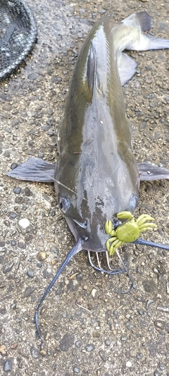 アメリカンキャットフィッシュの釣果