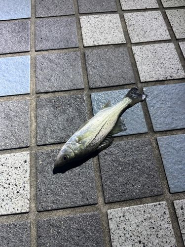 相馬沖