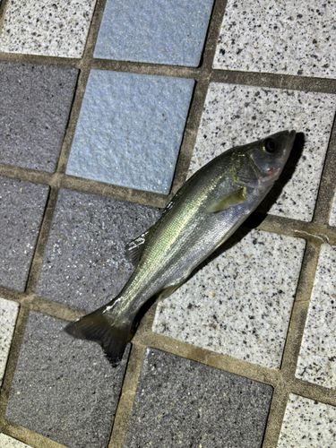 セイゴ（マルスズキ）の釣果