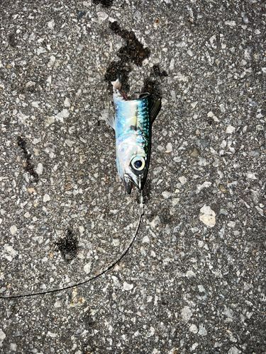 サバの釣果
