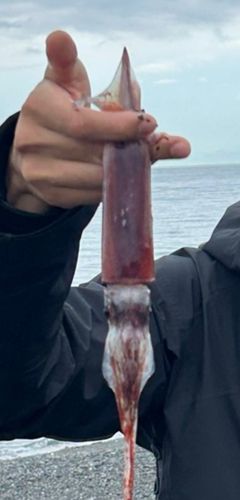 ケンサキイカの釣果