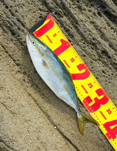 ツバスの釣果
