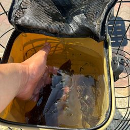 アオリイカ