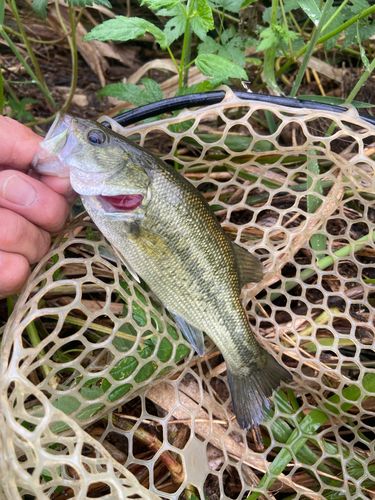ラージマウスバスの釣果