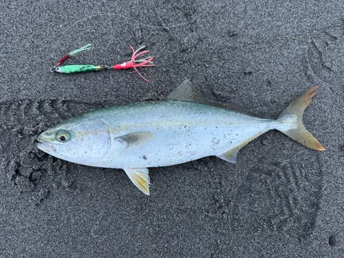 ワカシの釣果