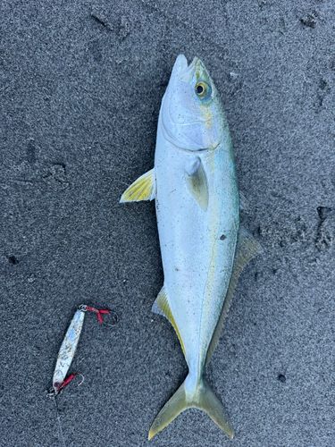 ワカシの釣果