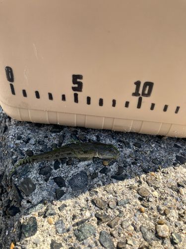 ハゼの釣果