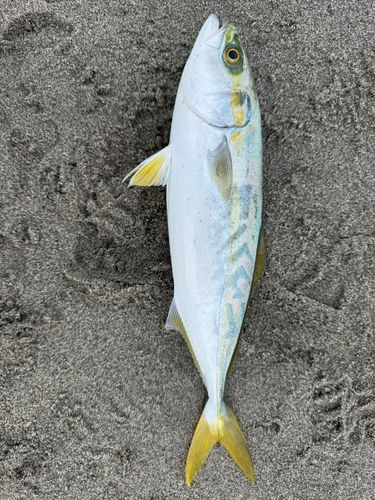 大倉戸海岸