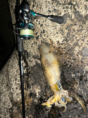 アオリイカの釣果