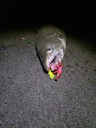 アキアジの釣果
