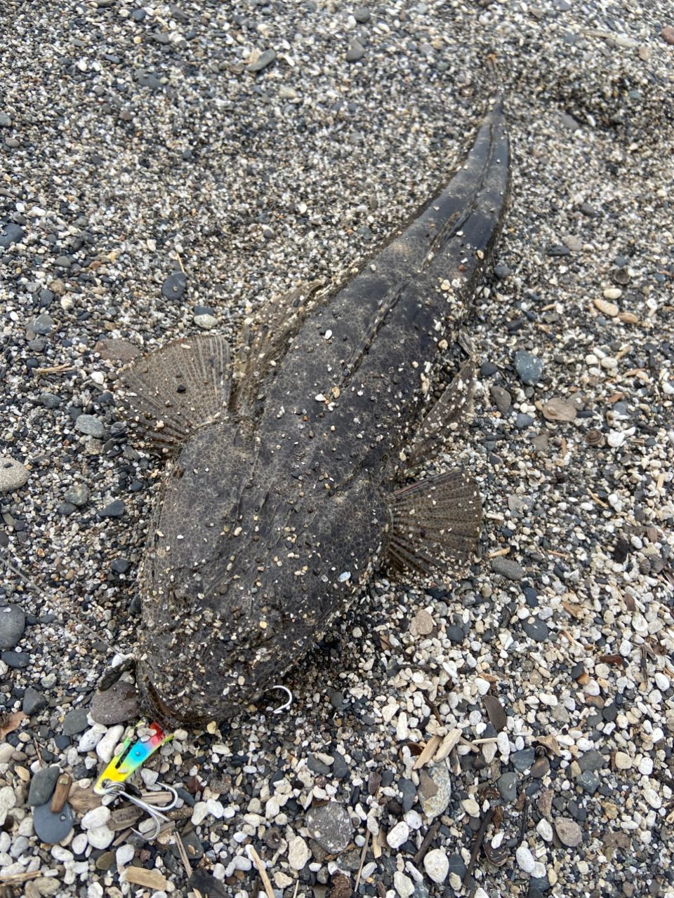マゴチ