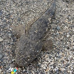 マゴチ