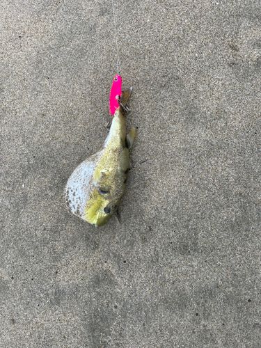 伊良湖サーフ