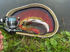ニジマスの釣果