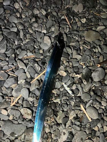 タチウオの釣果