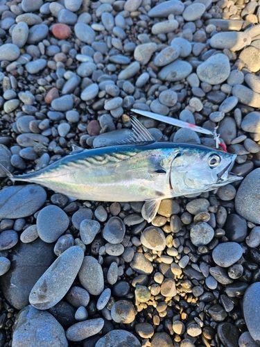 スマガツオの釣果