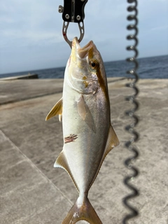 カンパチの釣果
