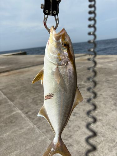 カンパチの釣果