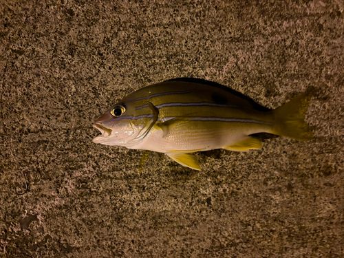 ヨスジフエダイの釣果