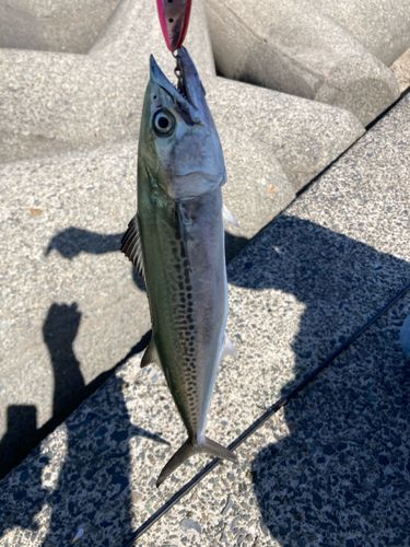 サゴシの釣果