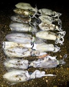 アオリイカの釣果