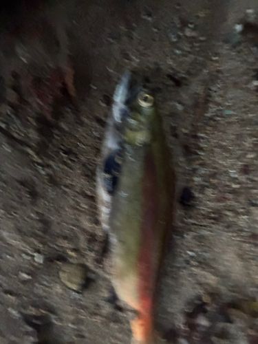 十和田湖