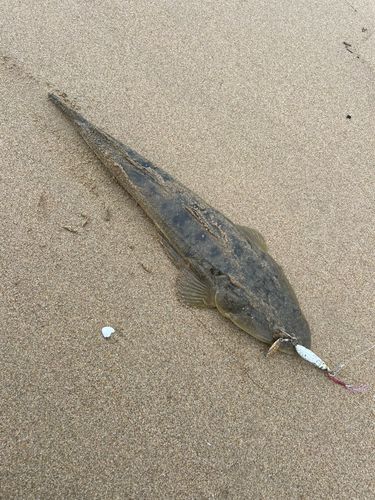 マゴチの釣果