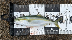 ワカシの釣果
