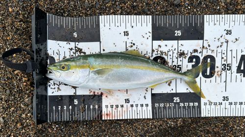 ワカシの釣果