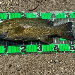 スモールマウスバス