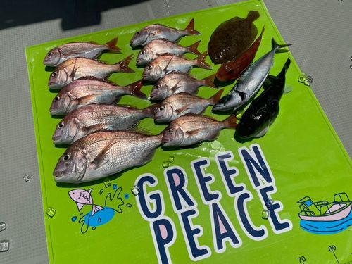 タイの釣果