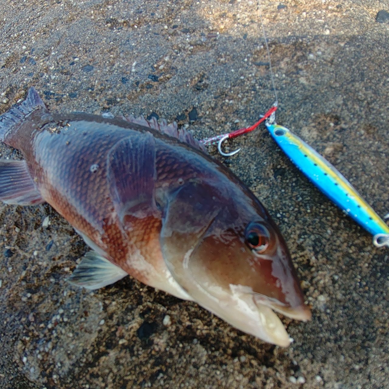 DAIWA 19ラテオ R 106Mの最安値・インプレ・釣果 | 本音の口コミ