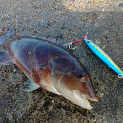 コブダイの釣果