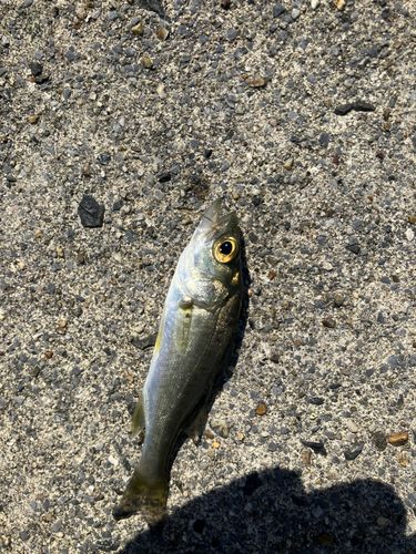セイゴ（ヒラスズキ）の釣果