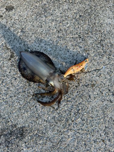 イカの釣果