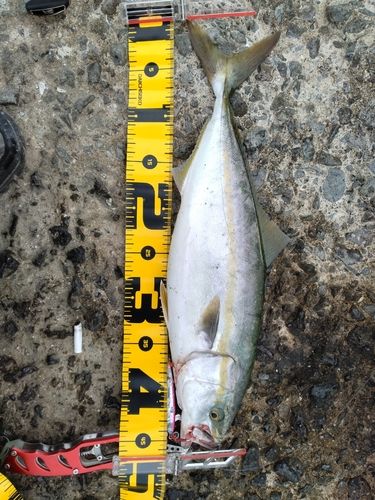イナダの釣果