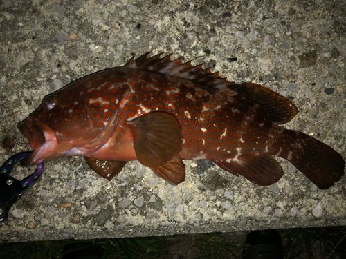 アコウの釣果