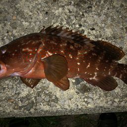 アコウ