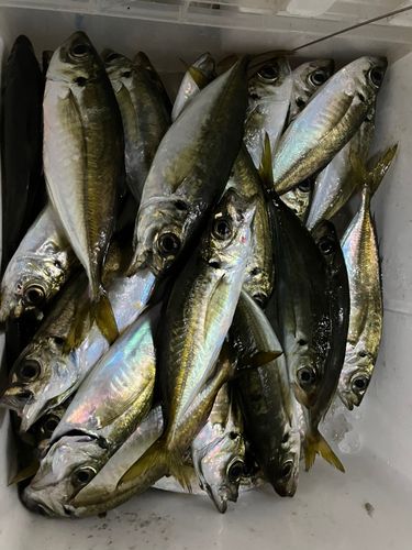 豊浜漁港