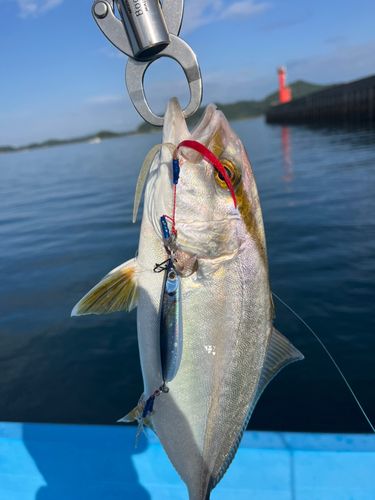 ネリゴの釣果