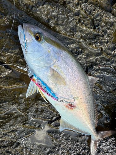 シオの釣果