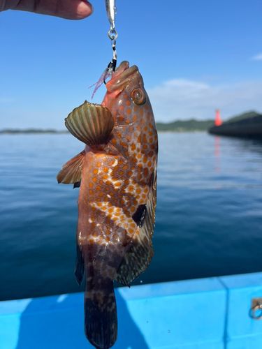 アコウの釣果