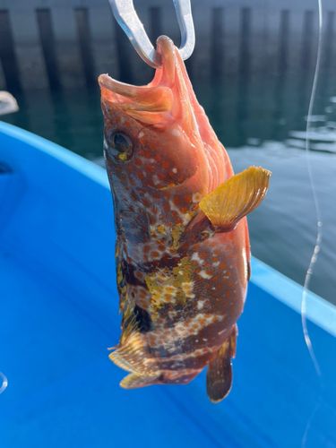 釣果