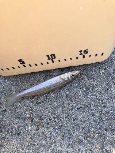キスの釣果