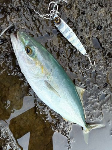 ツバスの釣果