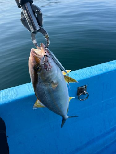ネリゴの釣果